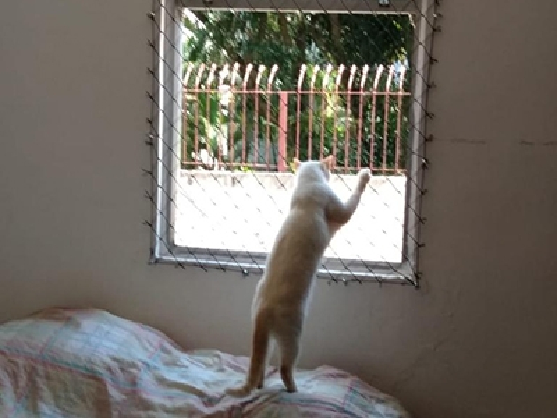 Instalação de Rede de Proteção Gatos Ferraz de Vasconcelos - Rede Proteção Muro Gatos