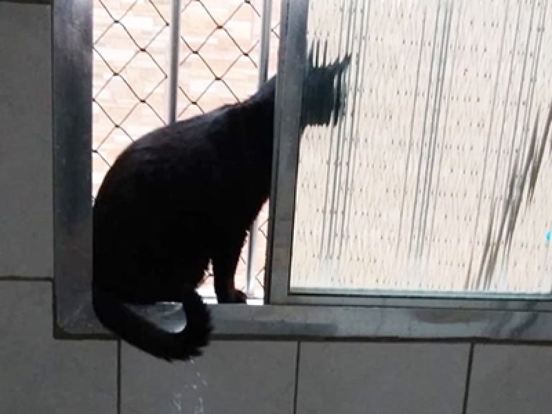 Instalação de Rede de Proteção Transparente para Gatos Taboão da Serra - Rede Proteção Muro Gatos