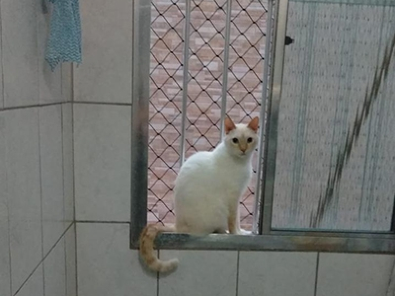 Proteção com Telas para Gato Orçamento Santana do Parnaíba - Telas Protetivas para Gatos