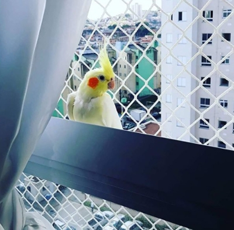 Rede de Proteção para Pássaros Preço São Paulo - Rede de Proteção para Animais