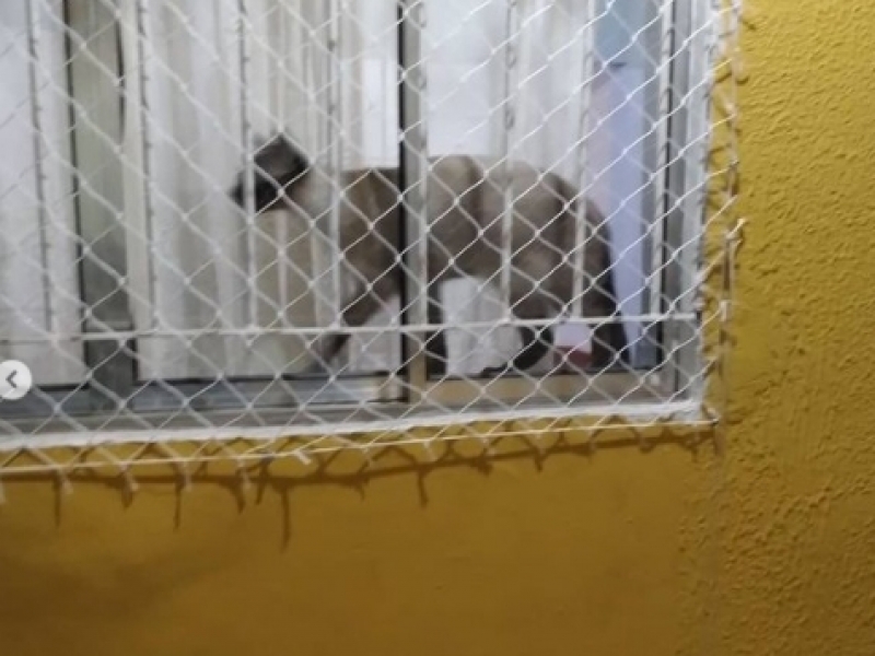 Tela de Proteção para Animais Perus - Tela de Proteção para Grades