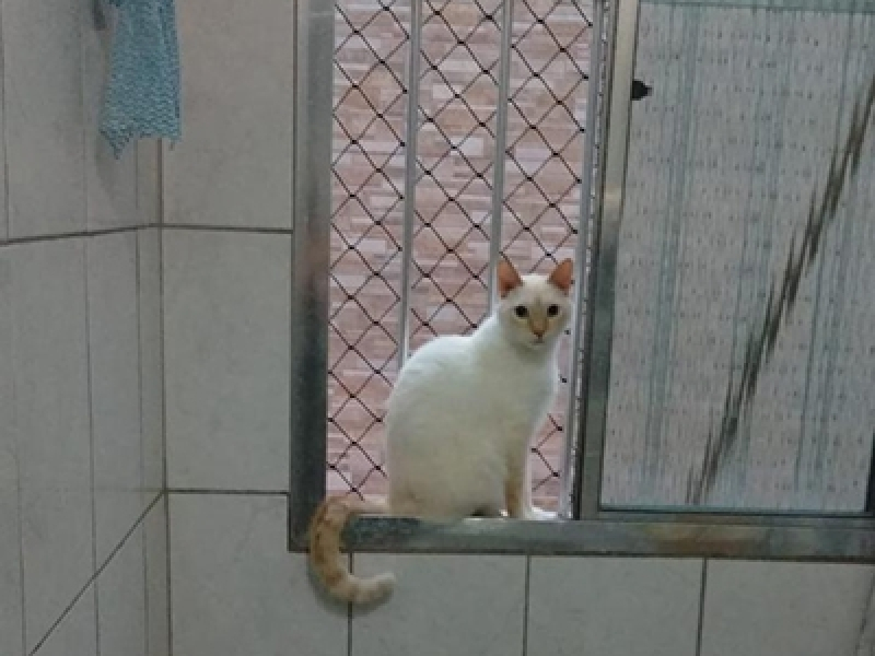 telas de protecao para gato protecao com telas para gato SP