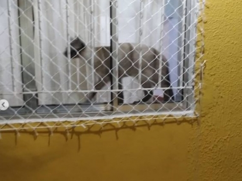 telas de protecao para gato tela protetora para gato SP