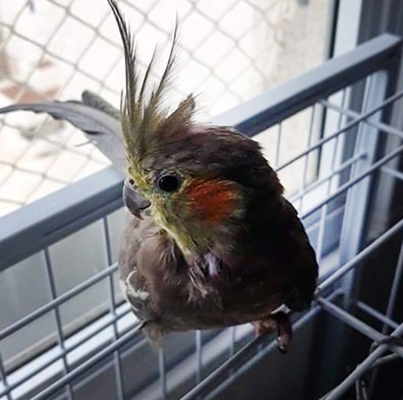 telas de protecao para gatos tela para protecao de gatos SP